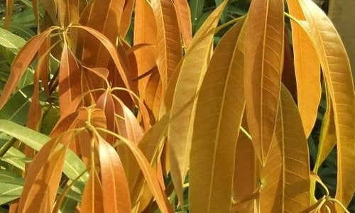 Organic Tender Mango Leaves