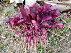 Organic Amaranthus Red-Offer