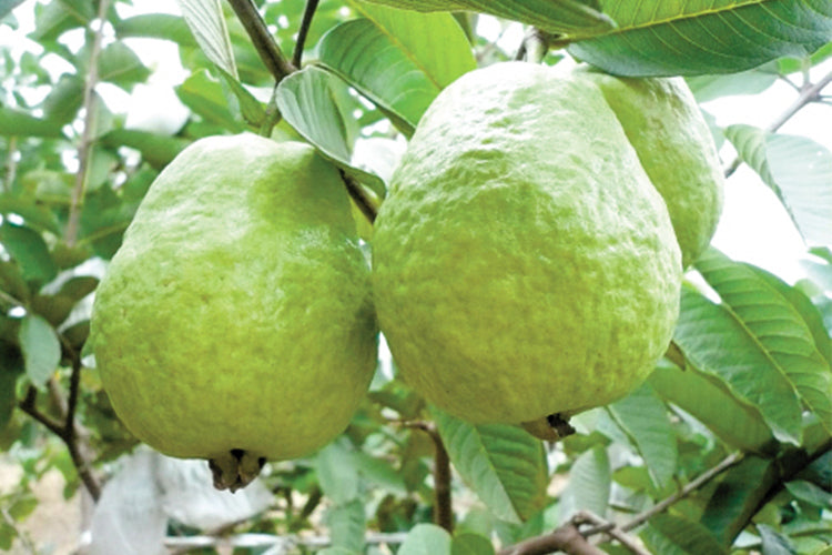 Organic Guava – GreenDNA® India