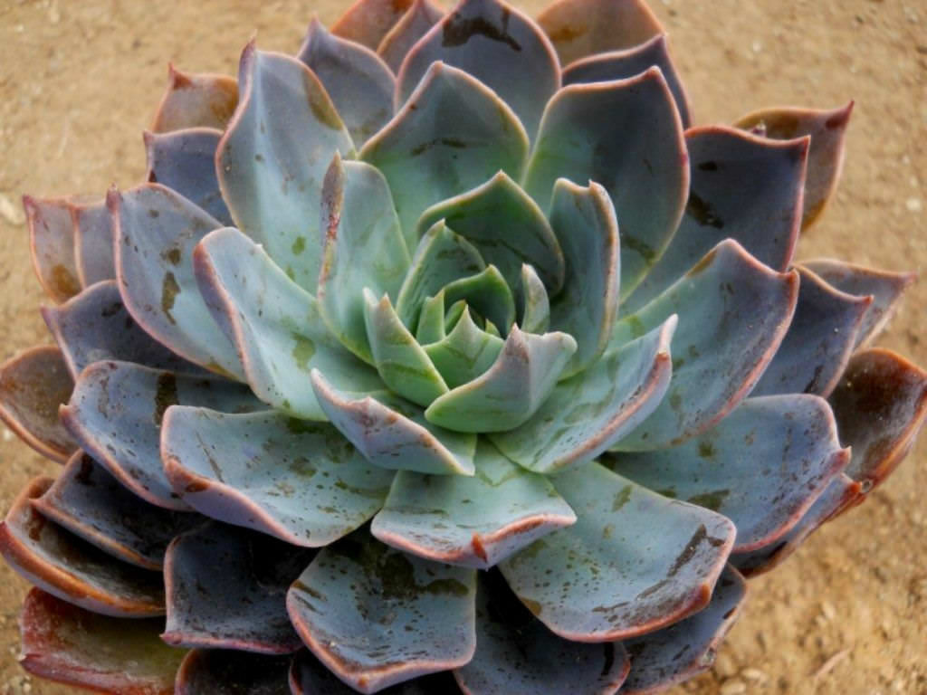 blue prince succulent care Echeveria Blue Prince – GreenDNA® India
