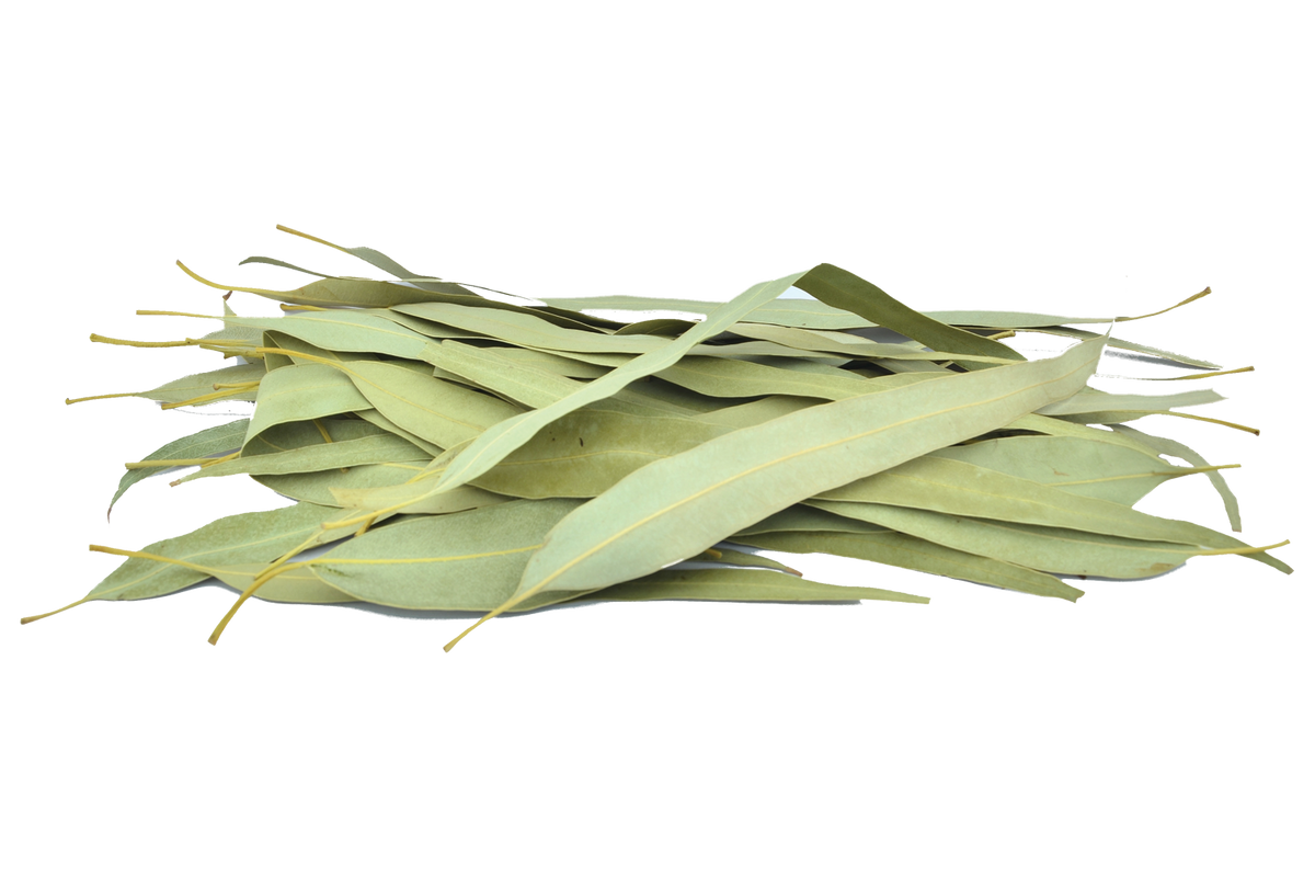Organic Eucalyptus Leaves(Dried) GreenDNA® India
