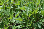 Organic Gongura Leaves