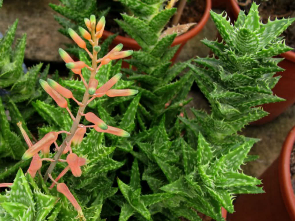 aloe vera e dermatite Aloe Arborescens Syrup for Cats to Strengthen the Immune System (Helps  Prevent Dermatitis, Itching, Gingivitis, Gastritis and Reflux) - 100 ml -  PetDoctors - Online Store — PetDoctors