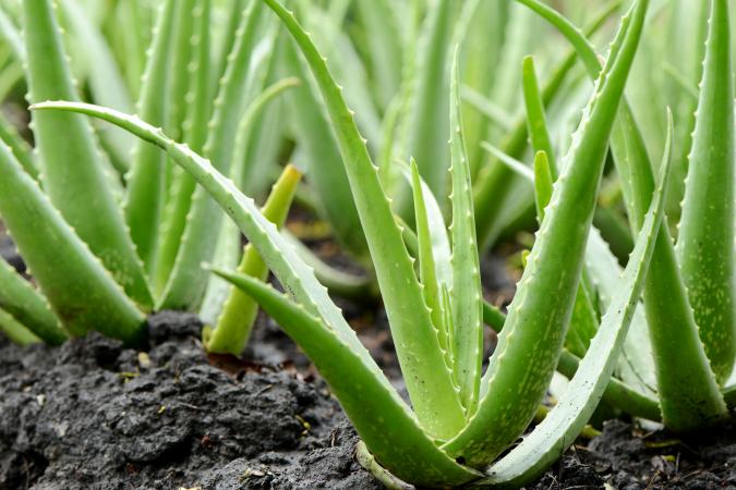 aloe vera succulent plant Aloe Vera Succulent – GreenDNA® India