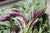 Organic Amaranthus Green