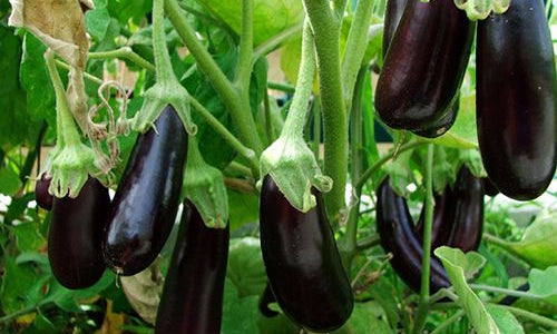 Organic Brinjal Purple Big