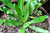 Organic African Coriander/Culantro plant
