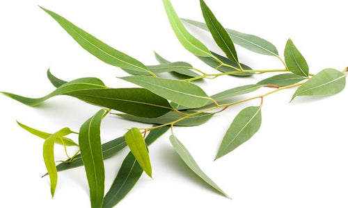 Organic Fresh Eucalyptus Leaves