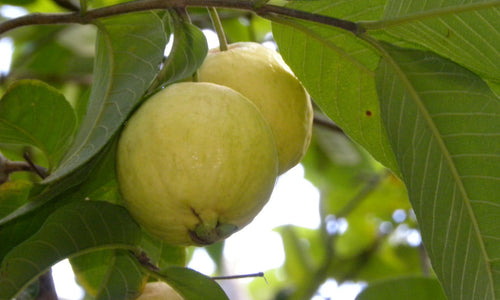 Organic Guava Ripened