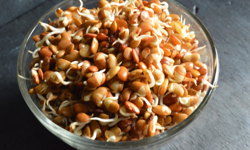 Organic Horse Gram Sprouts