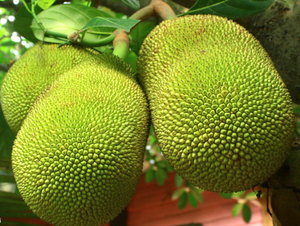 Organic Raw Jackfruit