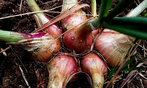 Organic Onion Sambar Fresh Harvest