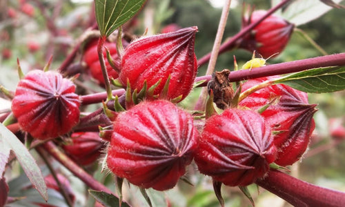 Organic Gongura / Roselle Fruit