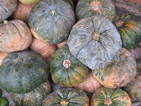 Organic Squash (Disco Pumpkin)