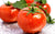 Organic Tomato Hybrid