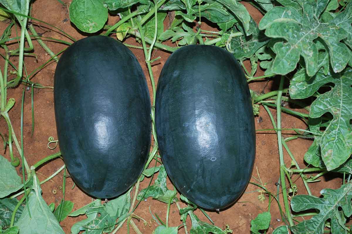 Organic Watermelon Kiran GreenDNA® India
