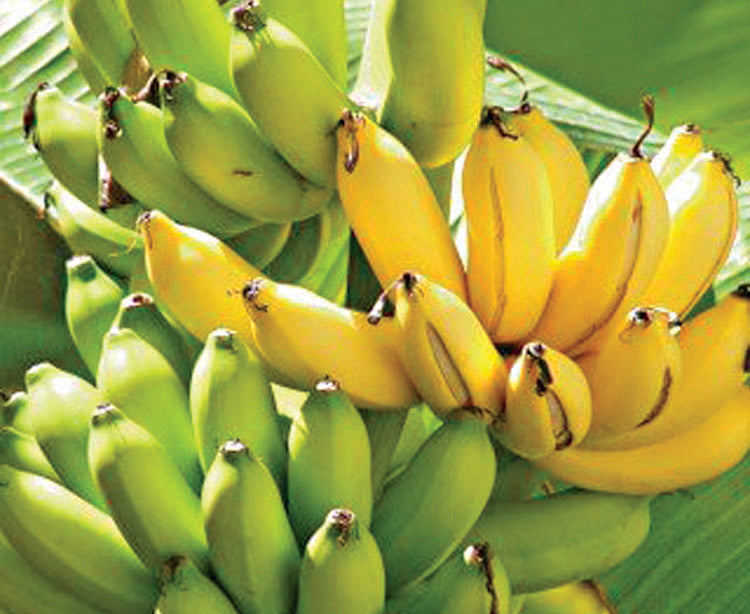Organic Yelakki Banana GreenDNA® India