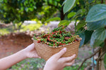 Organic Black  Pepper Seeds Fresh Harvest