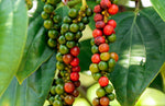 Organic Black  Pepper Seeds Fresh Harvest