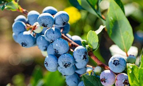 Organic Blueberry (130gm)