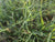 Organic Durva Grass/Doob ghass