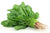 Organic Spinach / Palak-Offer