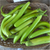Organic Brinjal Green long- Offer