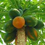 Organic Papaya Special Offer