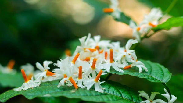 Organic Fresh Parijat-Night Flowering Jasmine Flower
