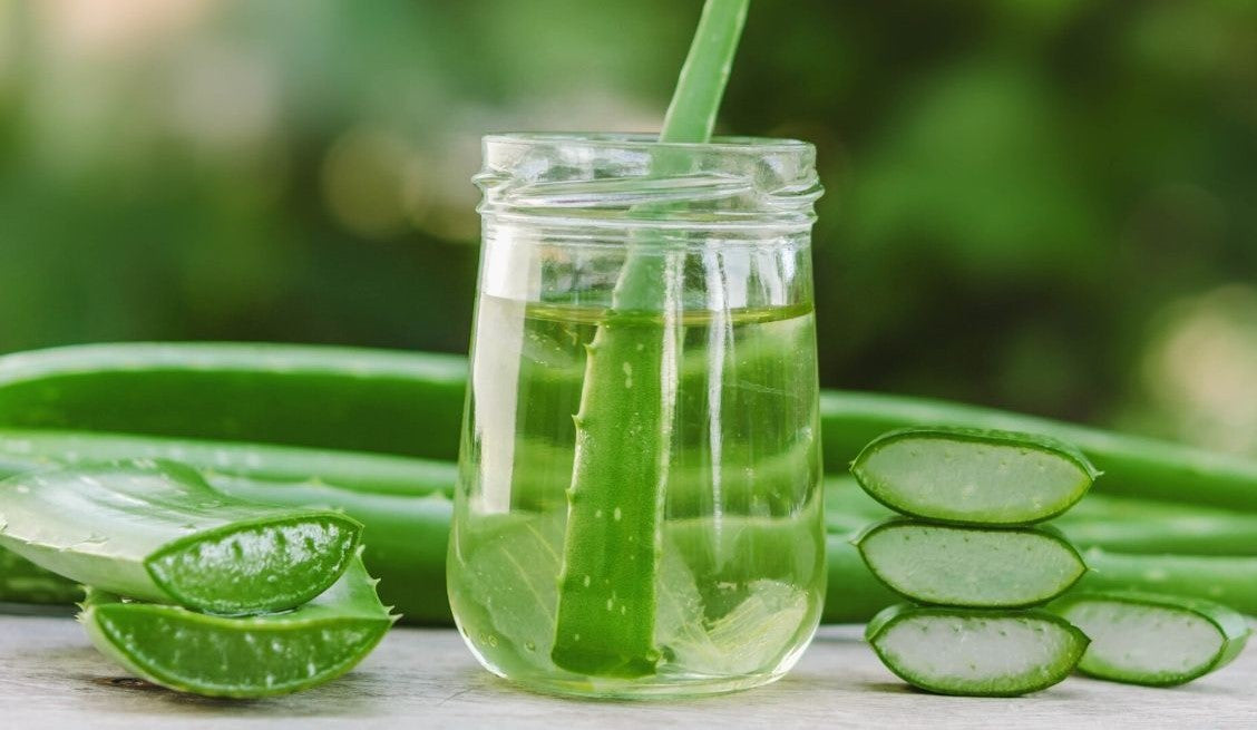 juicing aloe vera plant Organic Alovera Juice – GreenDNA® India