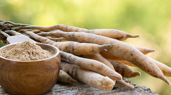 Organic Shatavari Roots / White Asparagus Racemosus