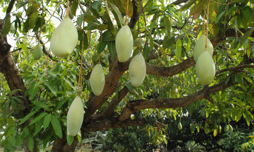 Organic Raw Mango Totapuri-Offer