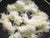 Organic Ash Gourd/White Pumpkin Shredded