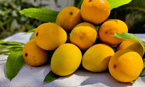 Organic Mango Alphonso big (each around 200g-250g)-Offer