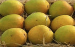 Organic Mango Alphonso big (each around 250g-300g)
