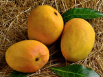 Organic Devgad Aapus Alphonso Mango