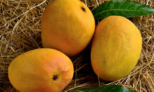 Organic Devgad Aapus Alphonso Mango