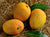 Organic Devgad Aapus Alphonso Mango