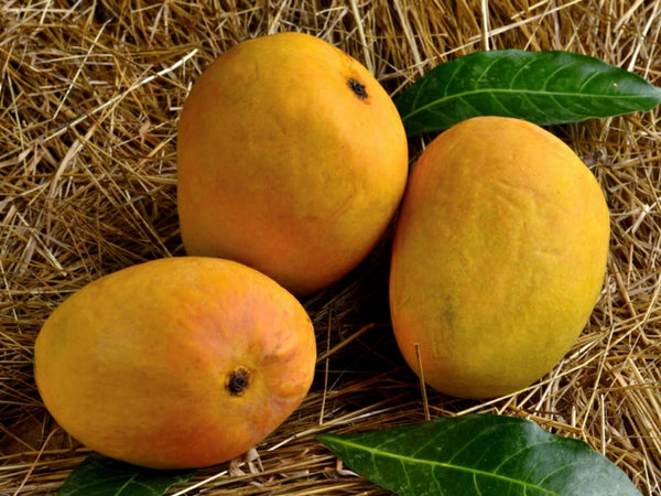 Organic Devgad Aapus Alphonso Mango