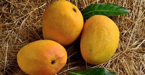 Organic Mango Alphonso Small (each 150-200gms)