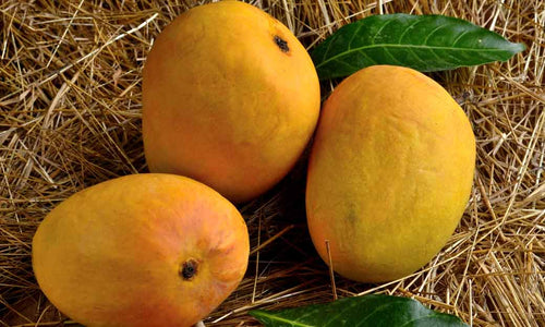 Organic Mango Alphonso Small (each 150-200gms)