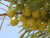 Organic Indian Gooseberry / Medicinal Amla