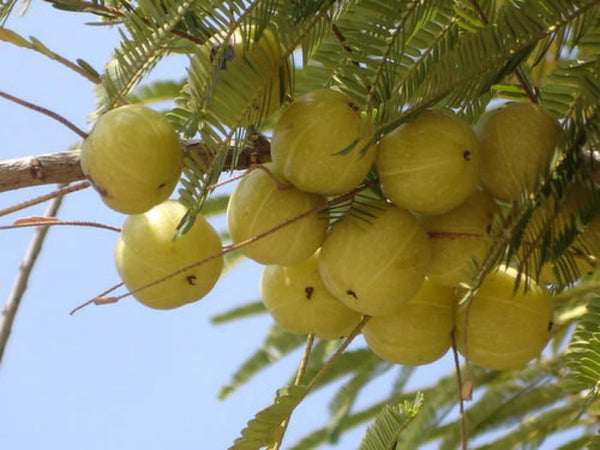 Organic Indian Gooseberry / Medicinal Amla
