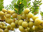 Organic Indian Gooseberry / Medicinal Amla
