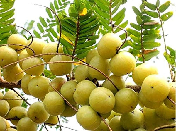 Organic Indian Gooseberry / Medicinal Amla