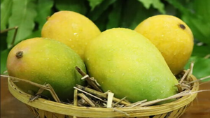 Organic Mango Gulab Khaas