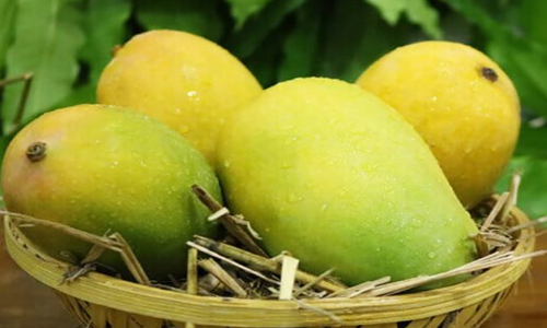 Organic Mango Gulab Khaas
