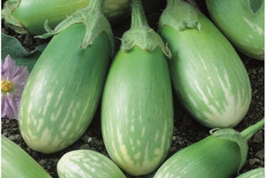 Organic Brinjal Green Stripes Big