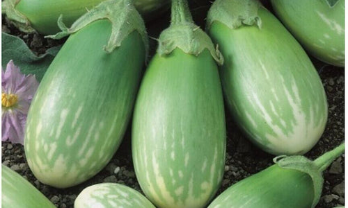 Organic Brinjal Green Stripes Big