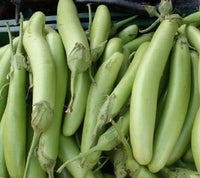 Organic Brinjal Green long- Offer